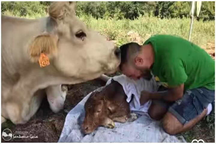 Vaca embarazada besó a hombre que la salvó de ir al matadero y le ayudo a parir