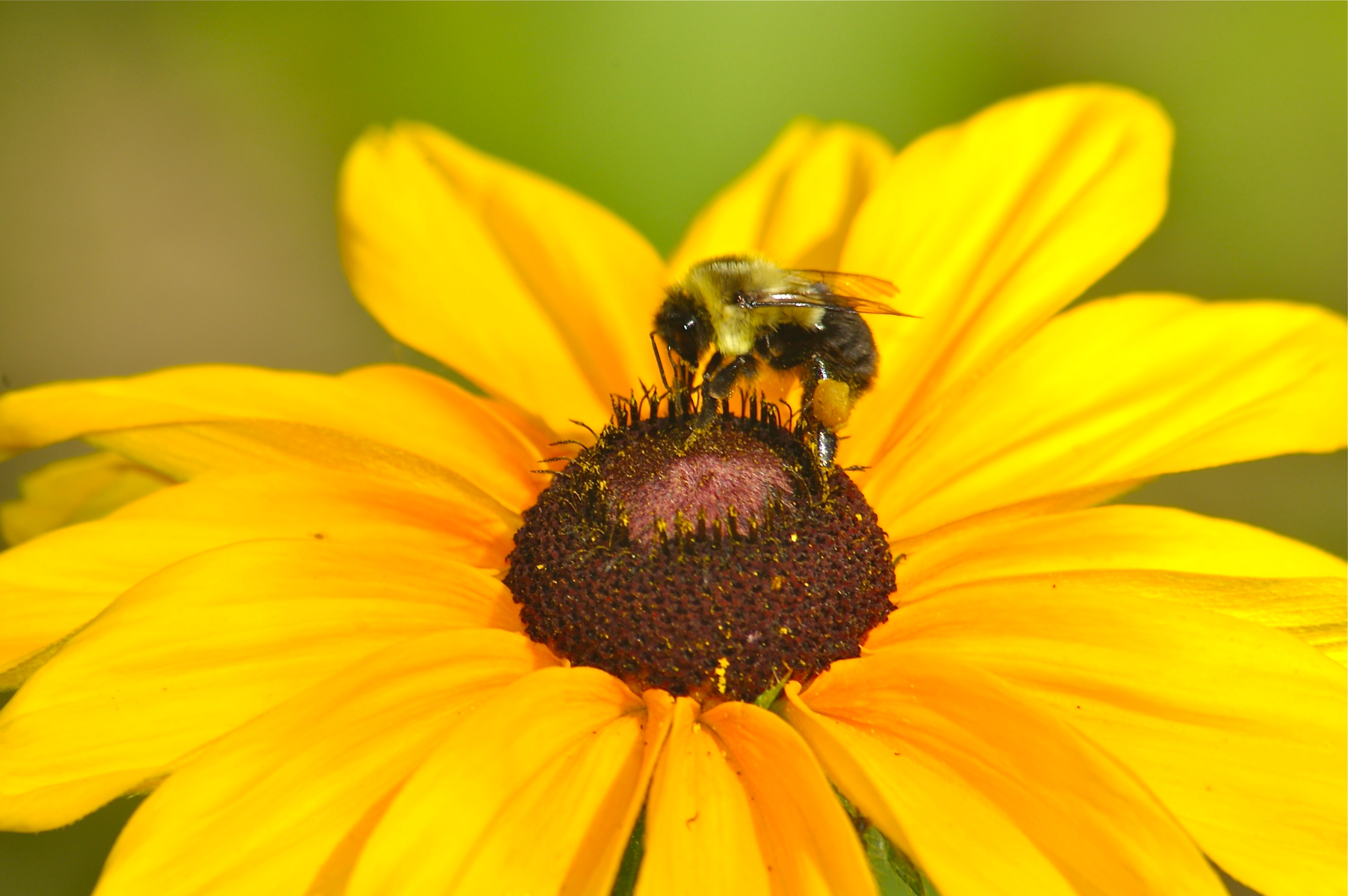 20 de mayo día Internacional de las Abejas