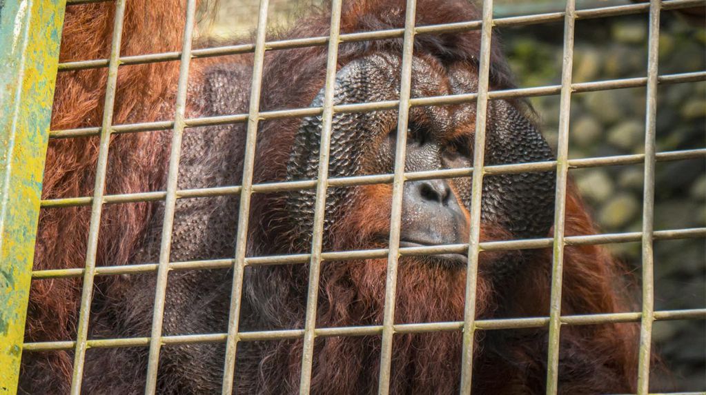 Orangután atacó a visitante de zoológico que se saltó cerca de seguridad