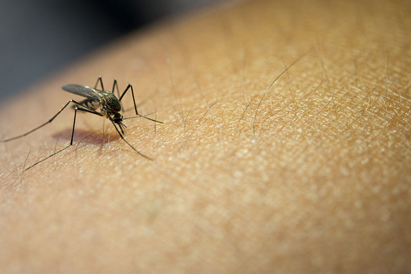 Alerta por Malaria en la Montañita.