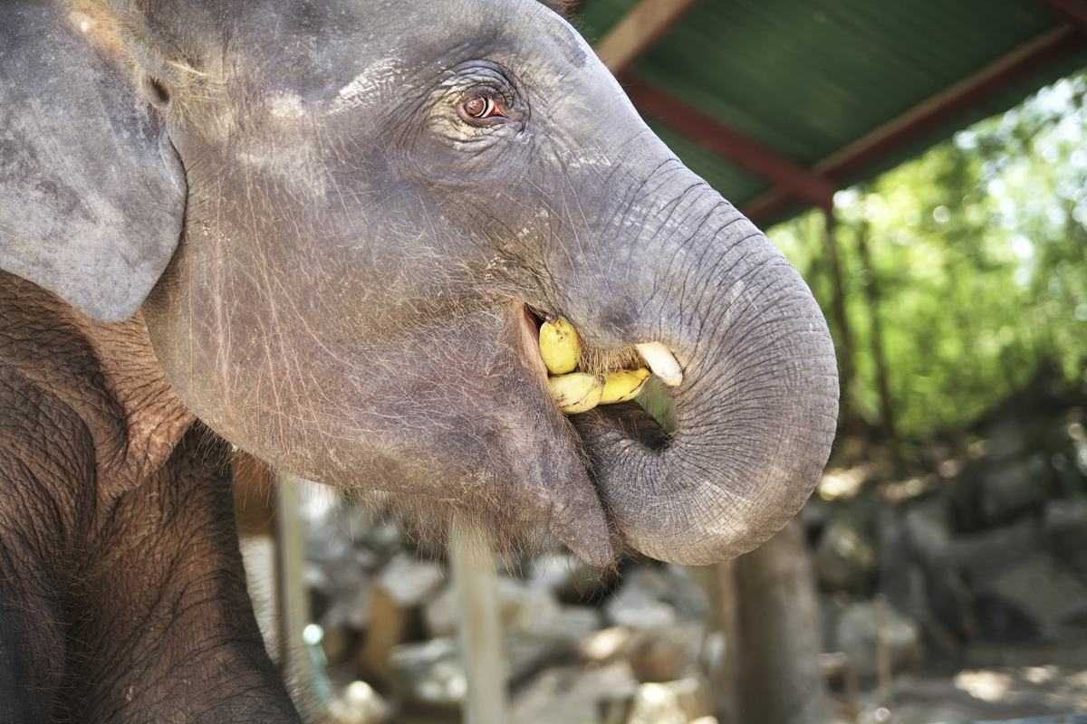 Una elefanta aprendió a pelar bananas