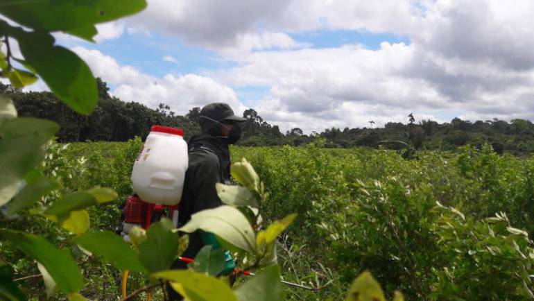 Campesinos proponen sustituir los cultivos de coca.