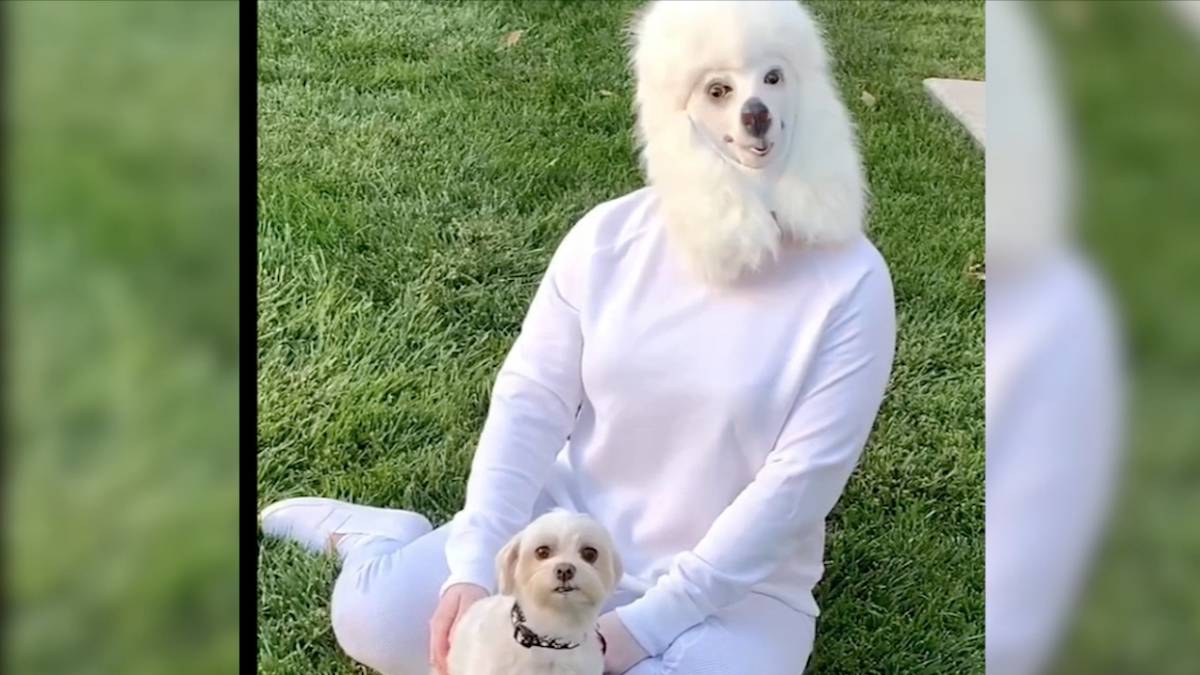 Joven se disfraza de perro para entrenar a su mascota y se vuelve tendencia en redes
