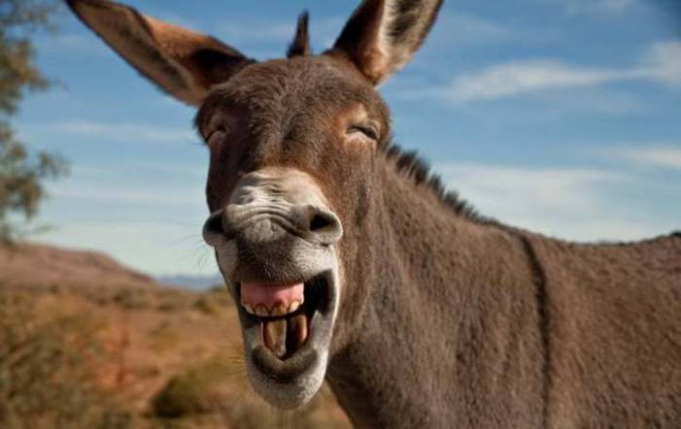 A propósito del día del burro ¿Sabía que…?
