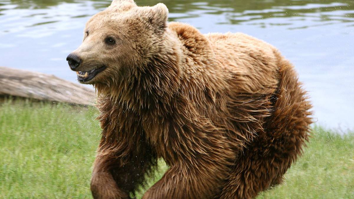 Abuela de 90 años es atacada por una mamá oso; el animal fue sacrificado