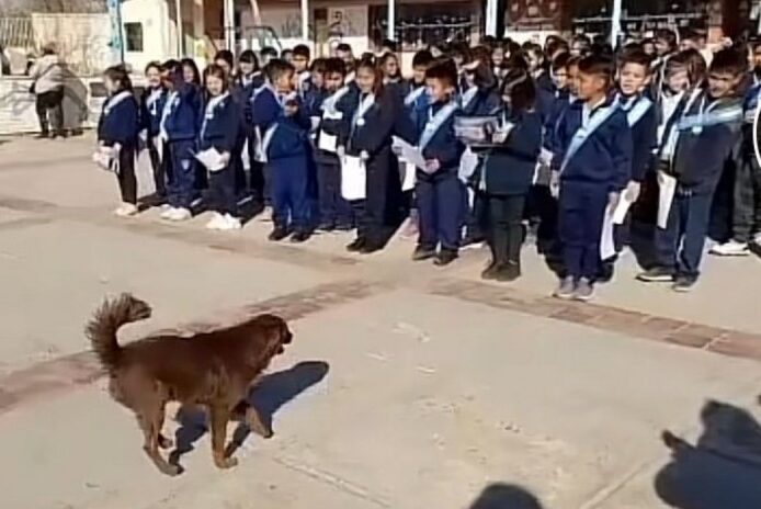 Premian a un perrito por su labor en un colegio: recibió diploma y corearon su nombre
