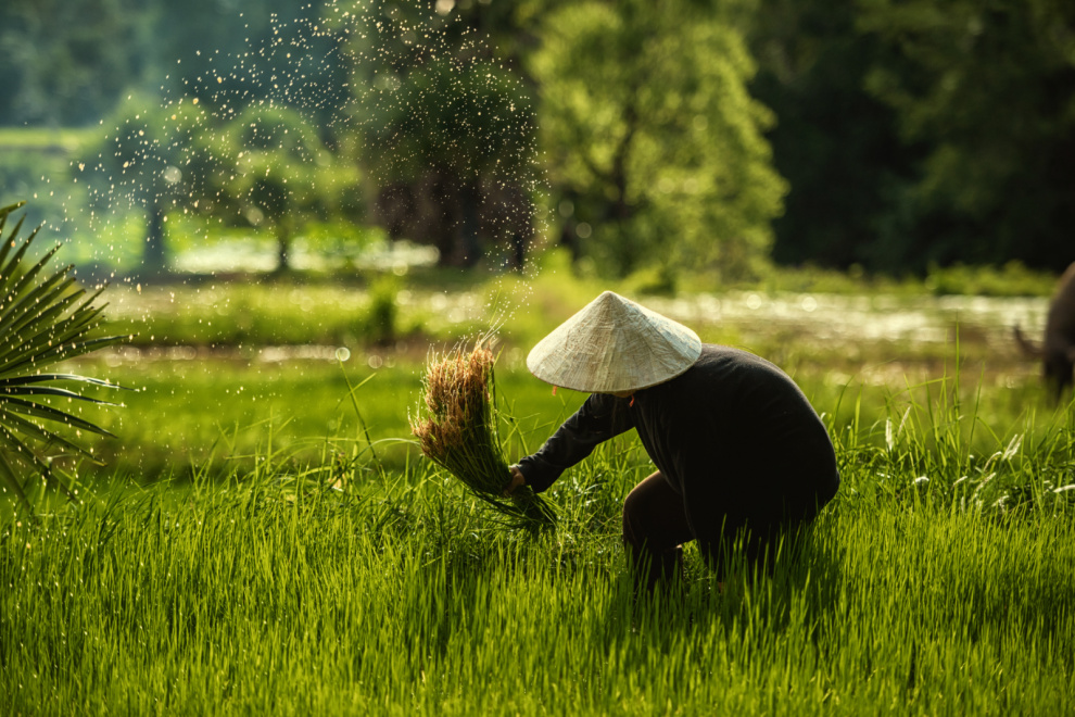 Por Incumplimiento de acuerdos, productores arroceros inician paro indefinido
