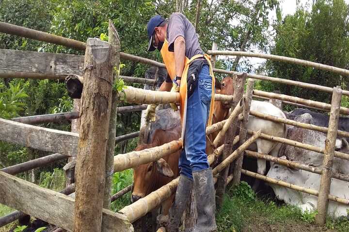 Primer ciclo de vacunación bobina