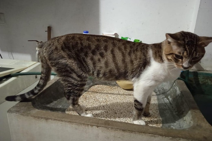 Su gato llega con animales muertos a la casa?