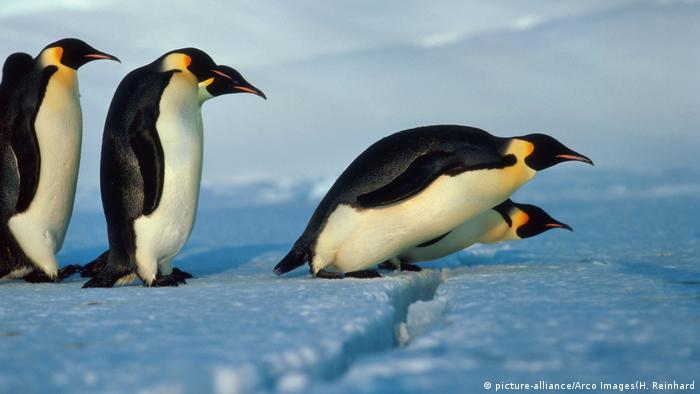 ¿Por qué los pingüinos son negros y blancos que simboliza?