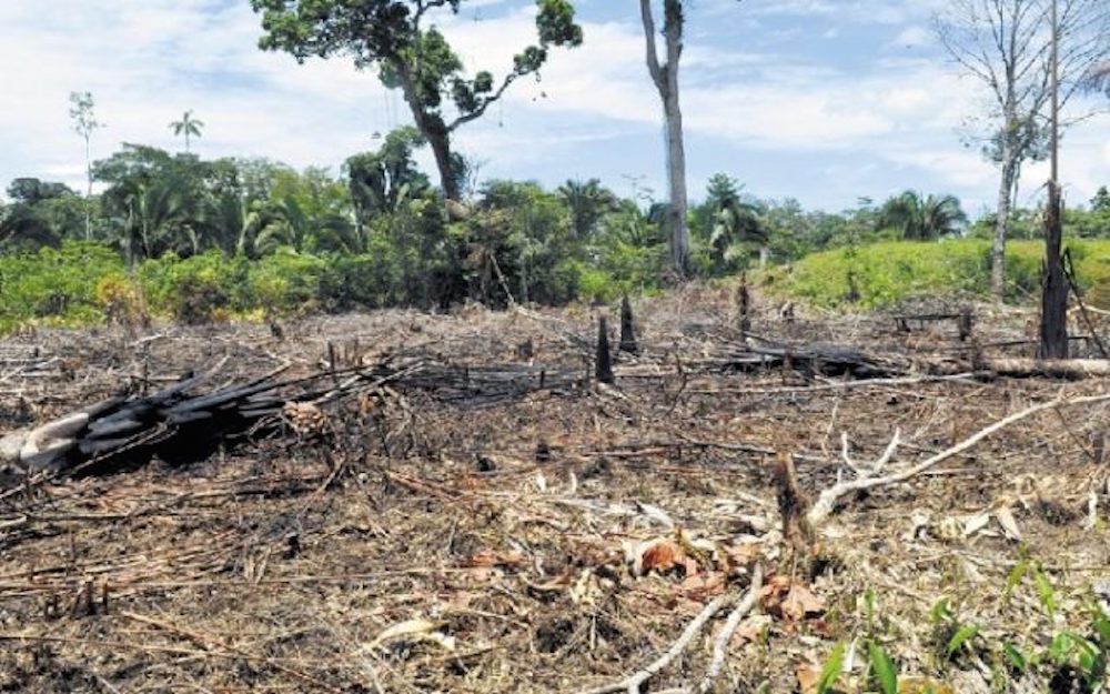 Primera imputación por delito de deforestación.