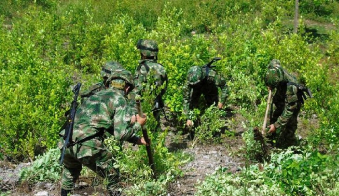 Ejercito trabaja en erradicación de cultivos ilicitos.