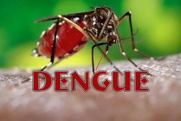 Avanza caracterización de criaderos de mosquitos.