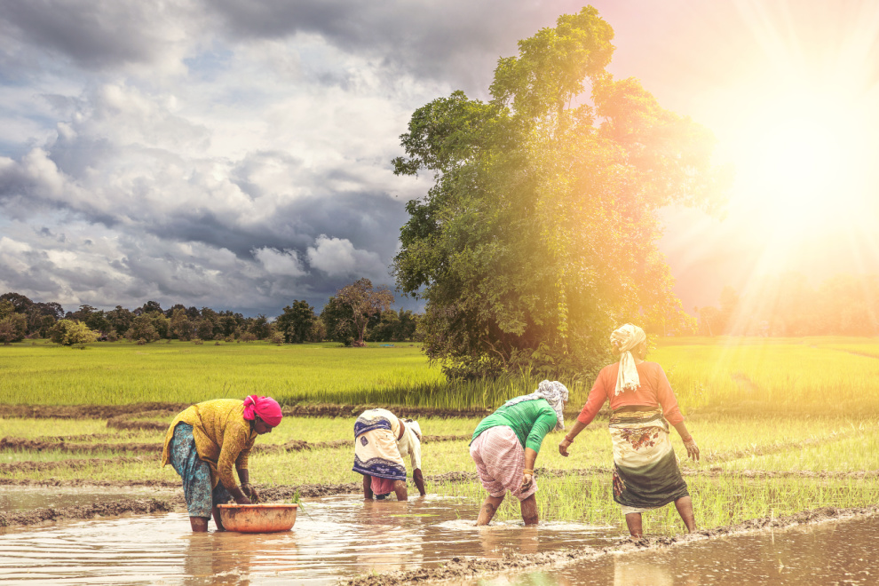 Productores de arroz anuncian paro nacional indefinido