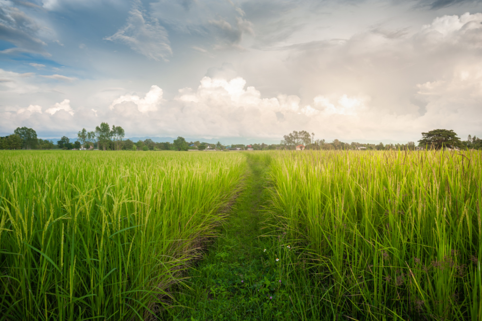 Productores de arroz aplazan el paro