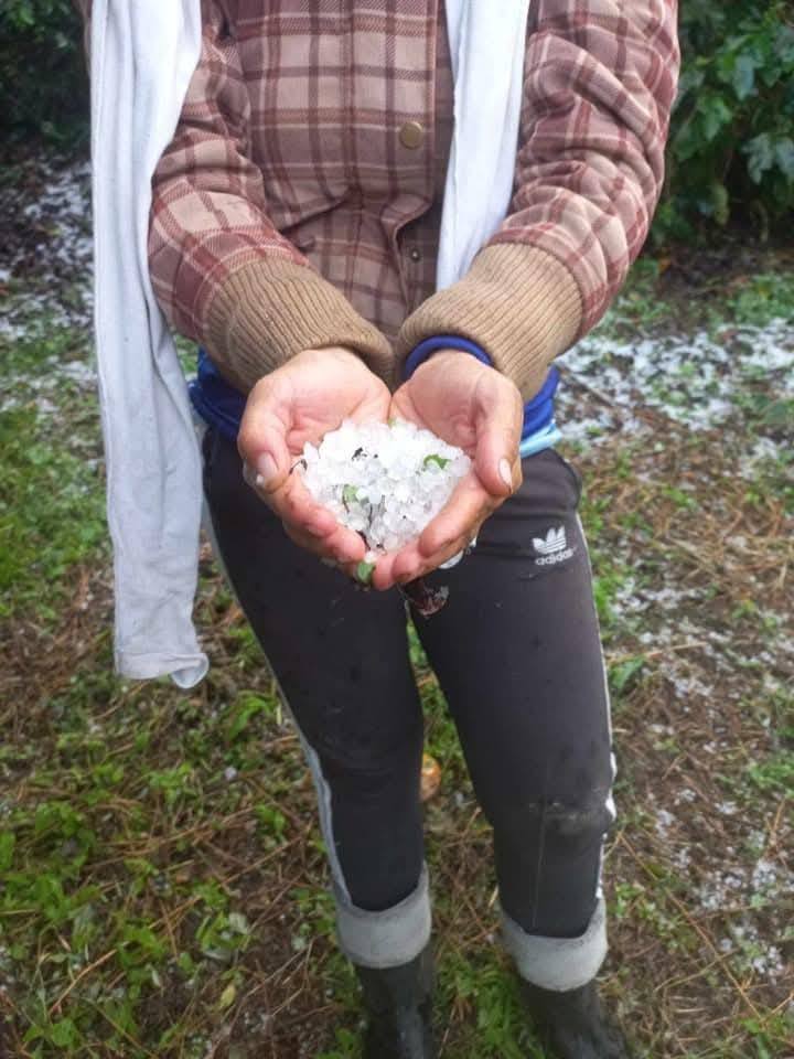 Granizada afecta cultivos de café en Algeciras, Huila