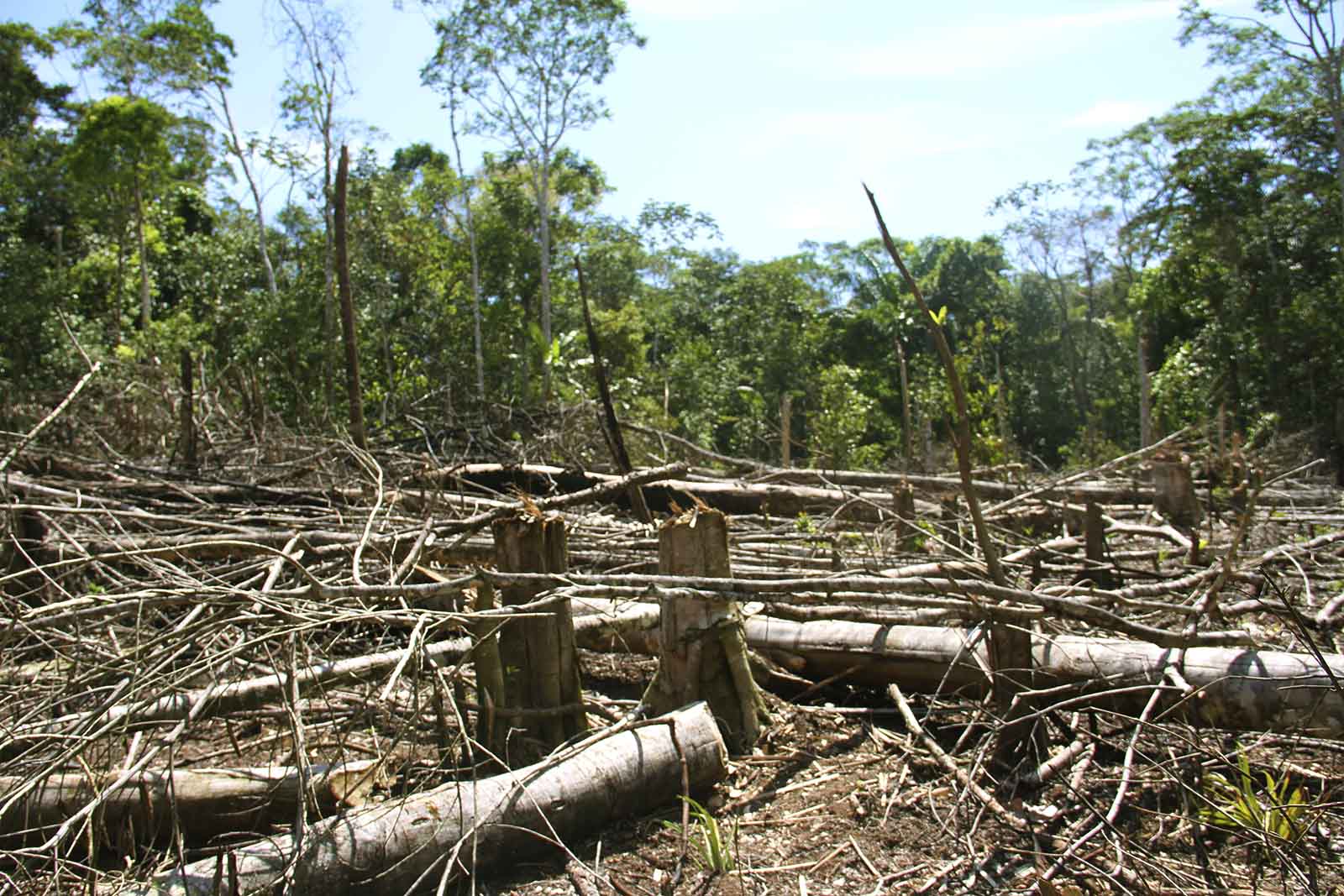 Deforestación en Solano.