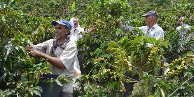 ¿Será prudente un paro cafetero en el Huila?