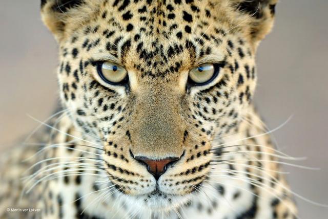 Ciclista logró escapar con vida de las garras de un leopardo en la India