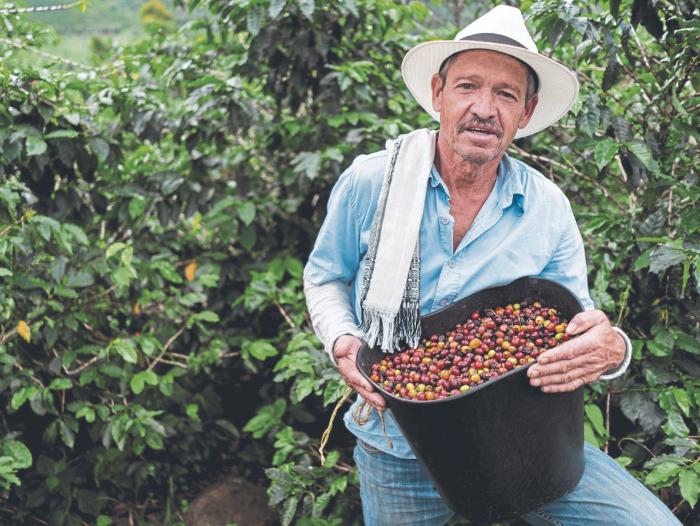 Los Cafeteros preocupados  por la caída del precio del grano