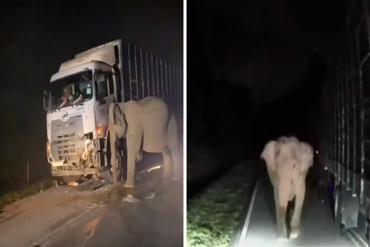 Un camión atropelló a una cría de elefante