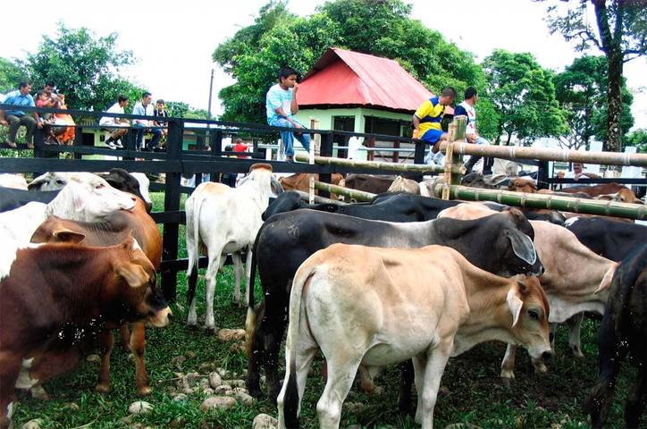 Autoridades ultiman detalles para la realización del Feria Equina Grado “B” y Subasta Nacional Ganadera