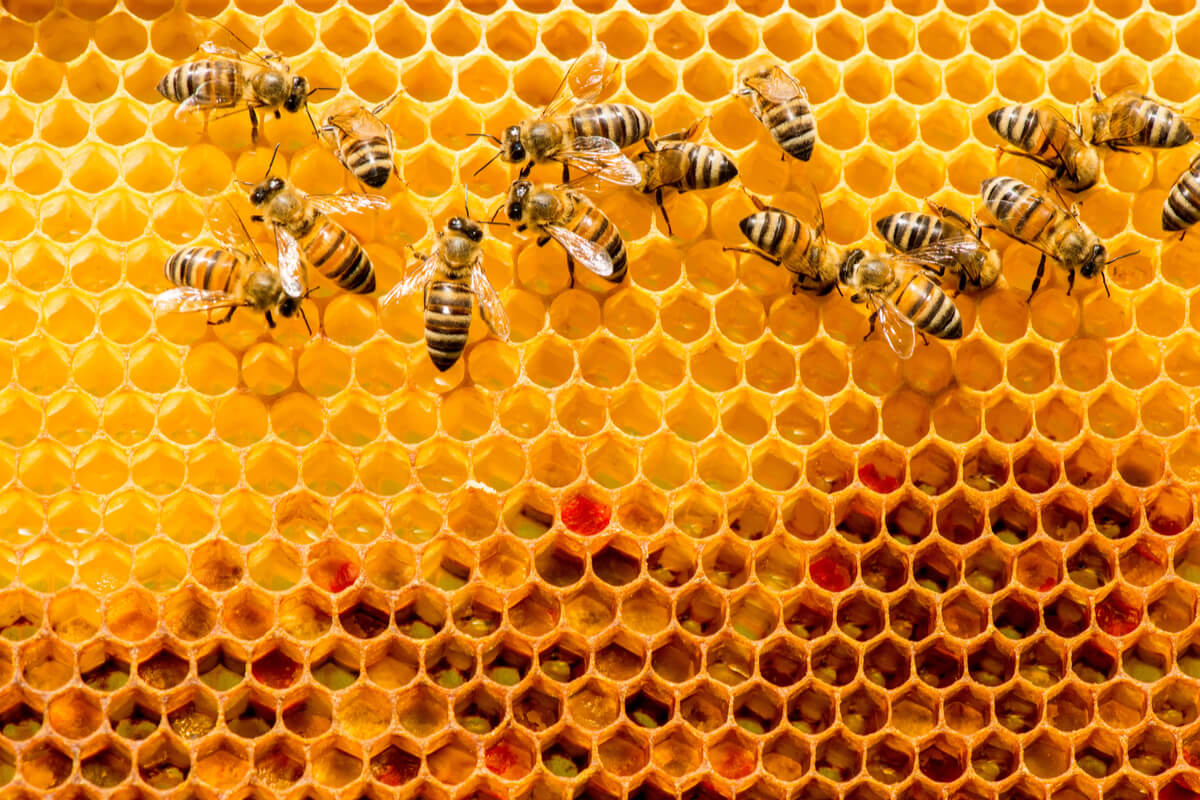Continúa   la lucha de proteger las abejas en el Huila