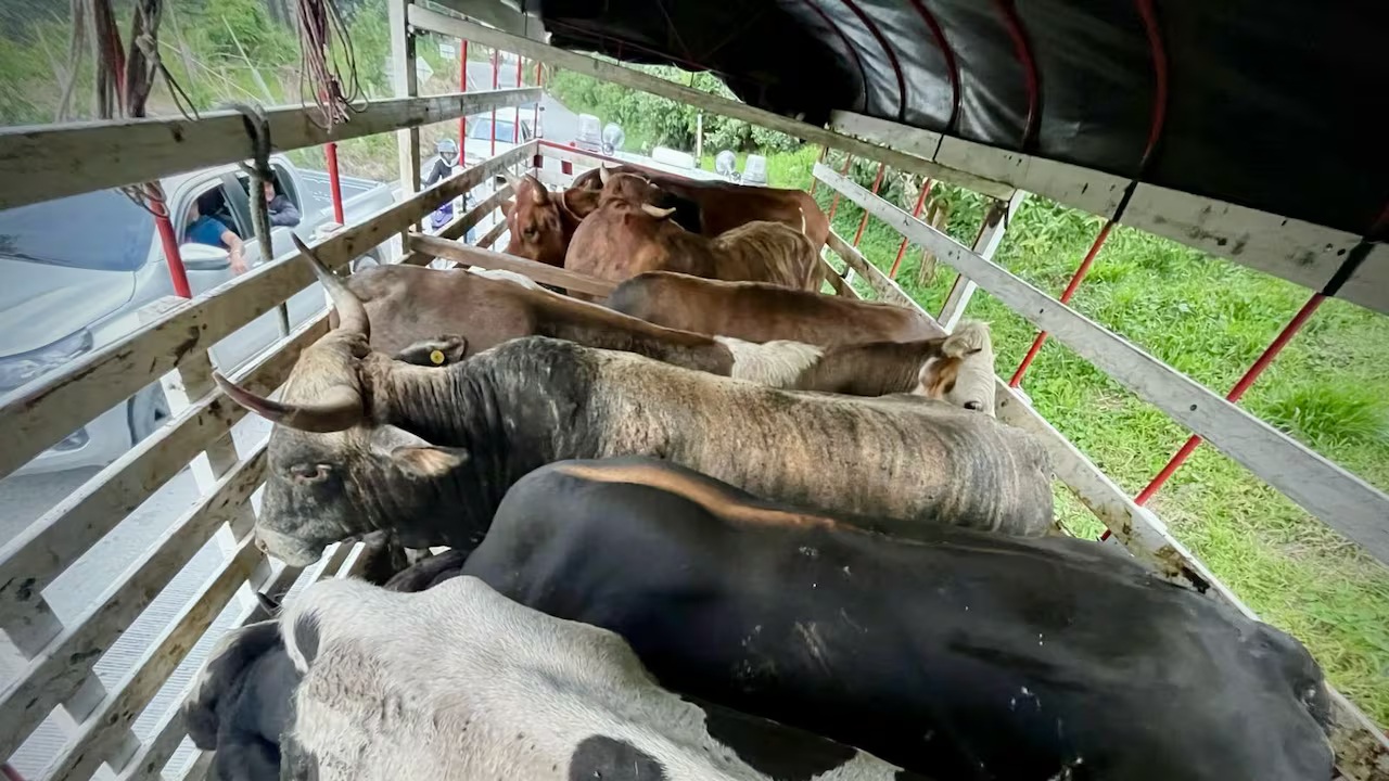 [AUDIO] Bandas de 10 y 12 personas estarían hurtando ganado y trasladándolo al Caquetá