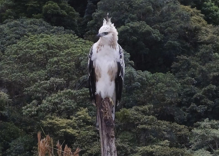 Águila real de montaña fue vista en el Huila