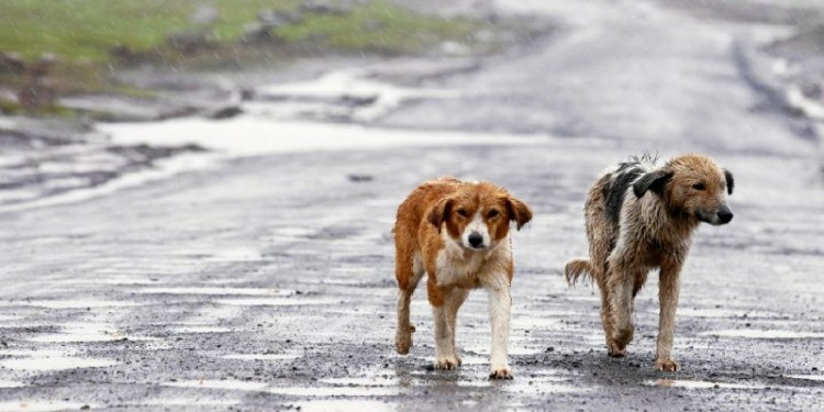 Personería solicita urgente a la administración municipal política en beneficio de animales abandonados