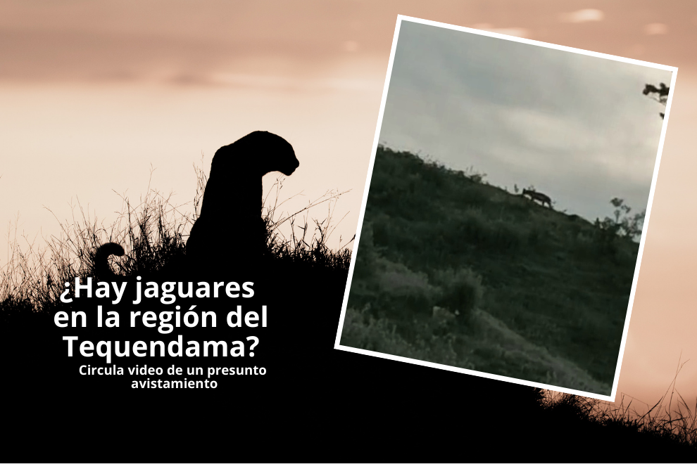 Las autoridades verifican la presencia de un felino en zona rural de Viotá, Cundinamarca