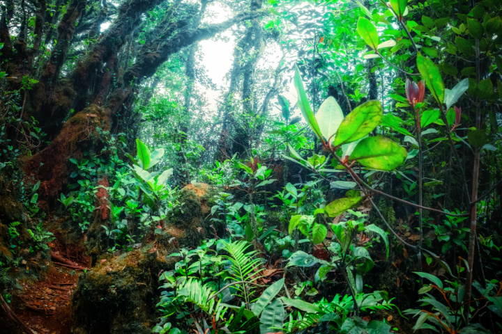 Polémica por Proyectos Energéticos en el Bosque de Niebla de Cundinamarca
