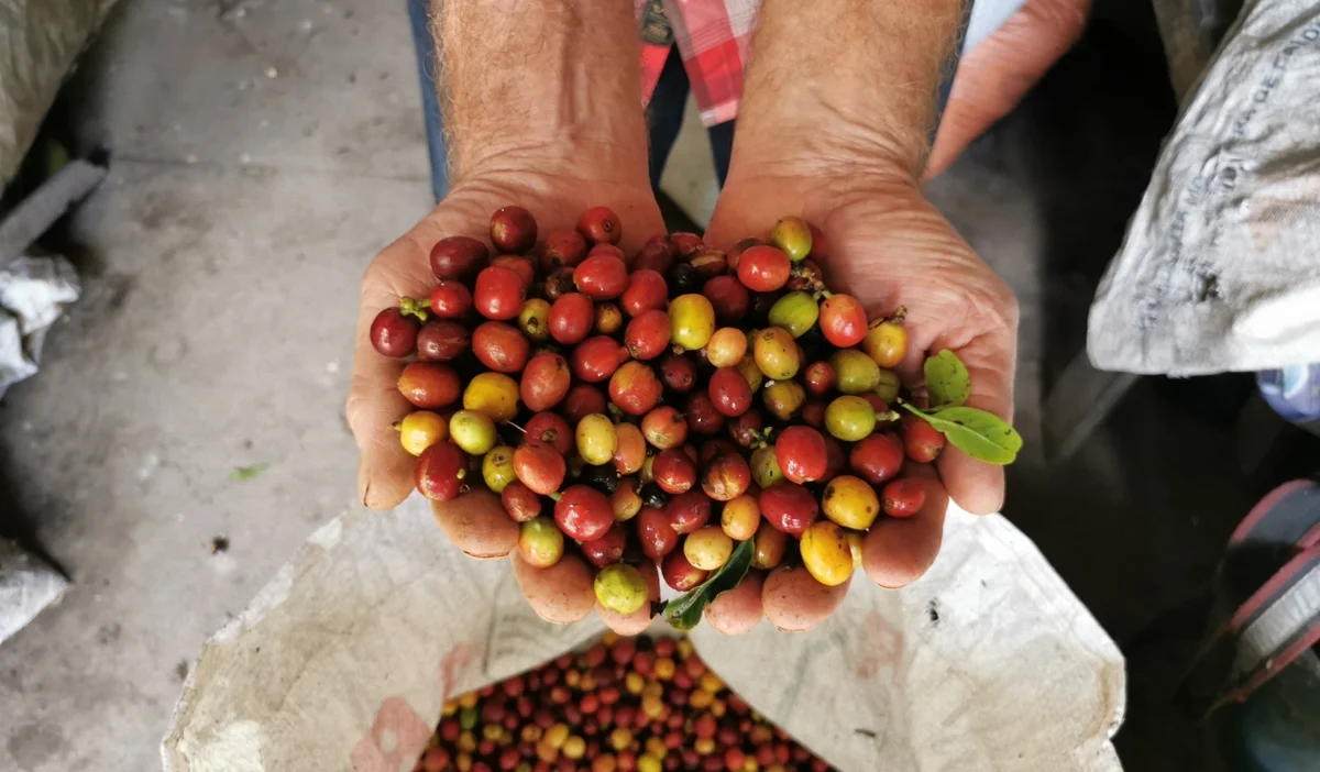 Extorsión golpea al café del Huila