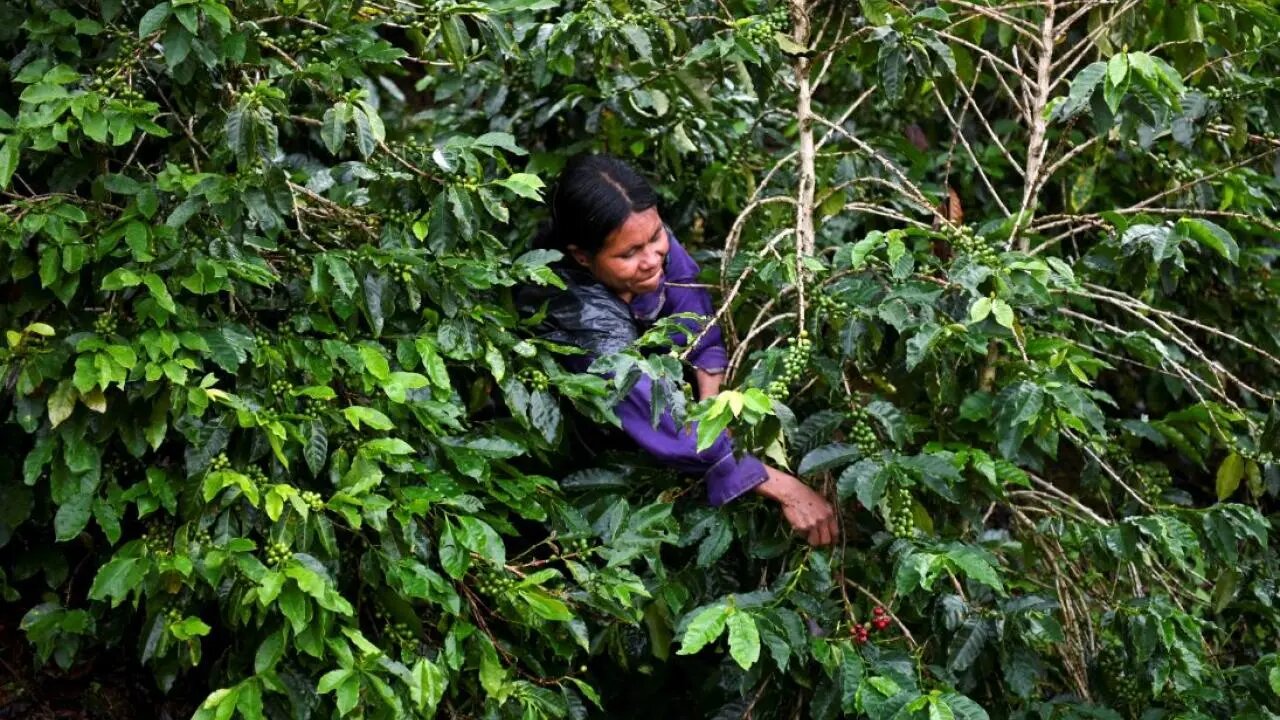Buscan dignificar la calidad de vida de los trabajadores de la cadena del café