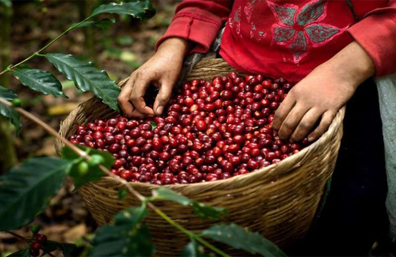 [AUDIO] Caficultores de Huila elevan pliego de peticiones al Gobierno Nacional