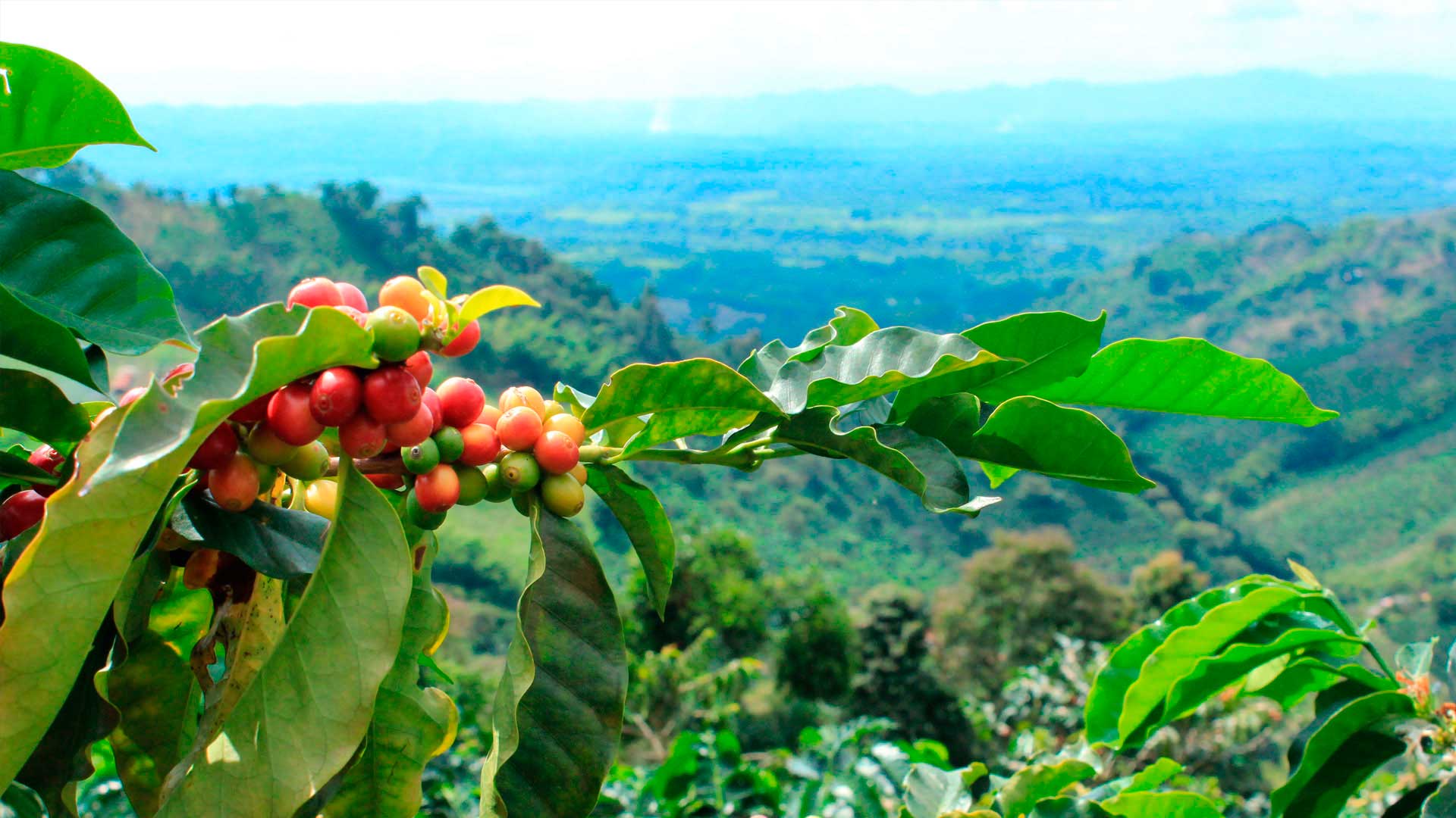 Bases cafeteras se reunirán este 9 de febrero en Neiva