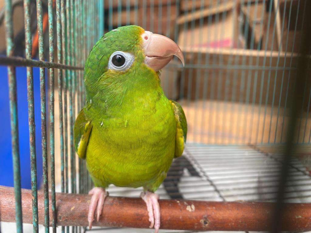 La Cam sigue firme en su lucha por erradicar el tráfico de fauna silvestre