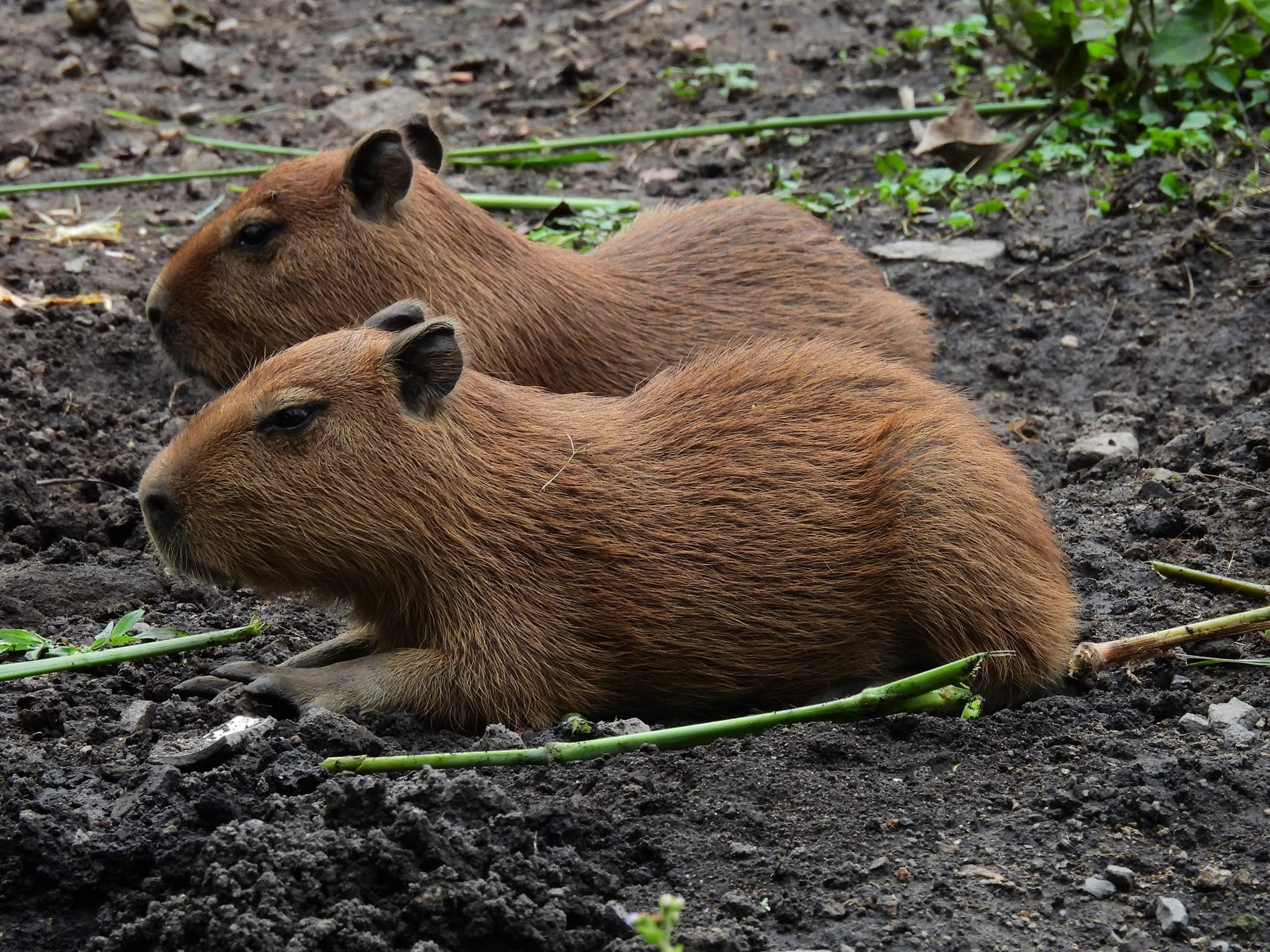 Nacen tres crías de chigüiro en hogar de paso de fauna silvestre de Pitalito