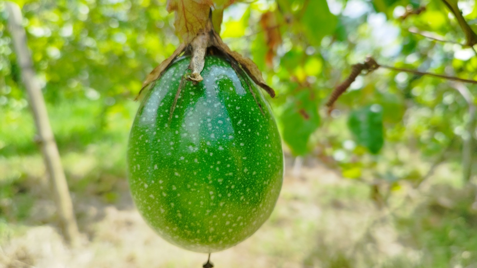 Neiva reunirá a productores de pasifloras