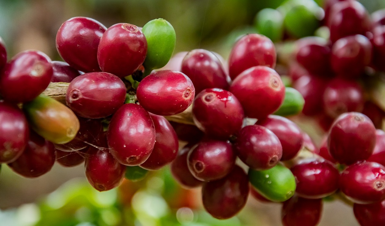 Preocupación por retrasos en la cosecha cafetera del sur del Huila