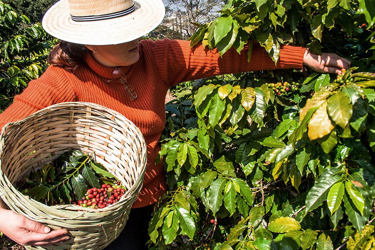Departamento del Huila, listo para inicio de cosecha cafetera