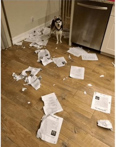 Perro destrozó las tareas que profesor debía calificar y salvó a los rajados.