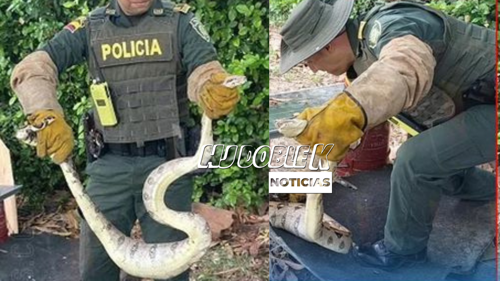 La serpiente irrumpe en una vivienda.