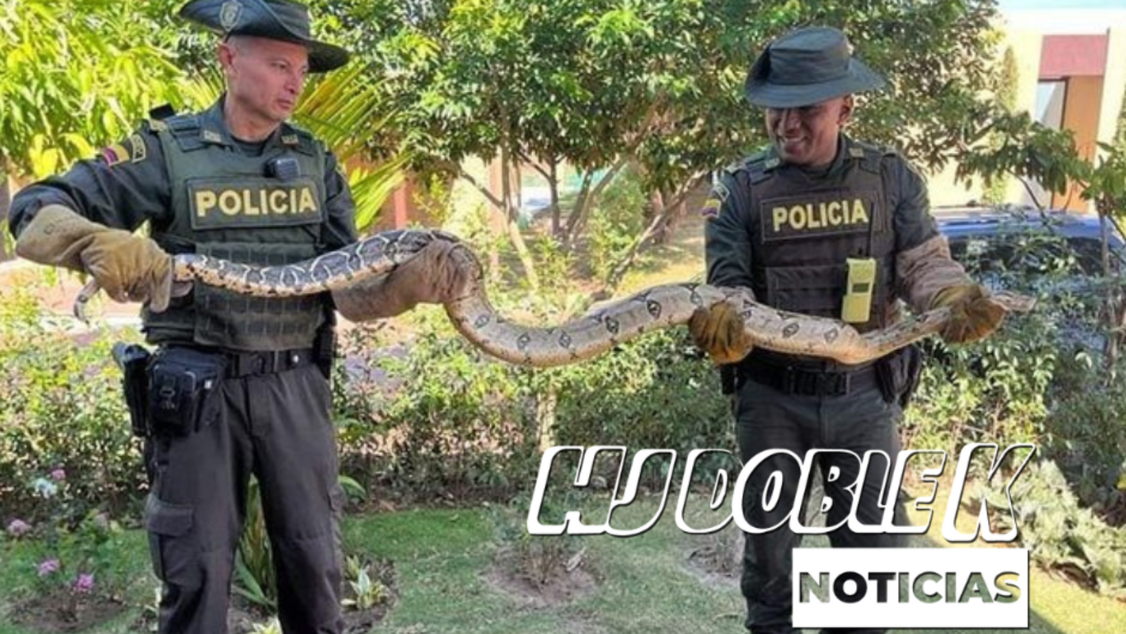 Boa constrictor fue incautada por la policía en el Huila.