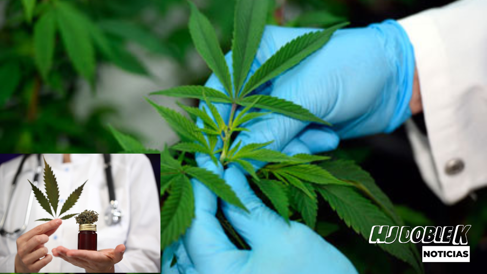 ¿Qué opina de la legalización de la marihuana en Colombia?