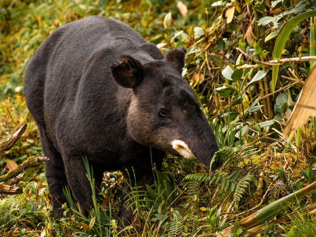 El Huila consolida su liderazgo en la conservación del Oso Andino y la Danta de Montaña
