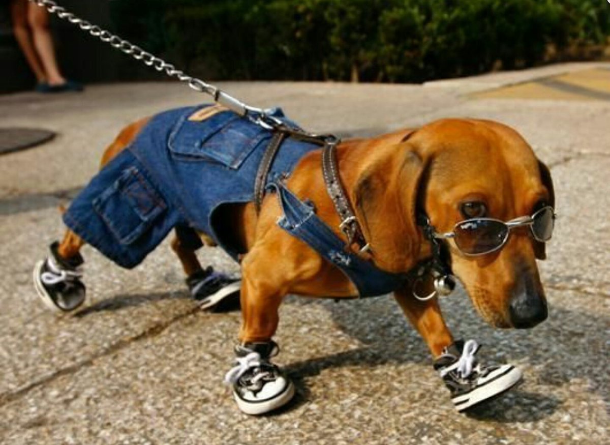 El perro con más flow del mundo