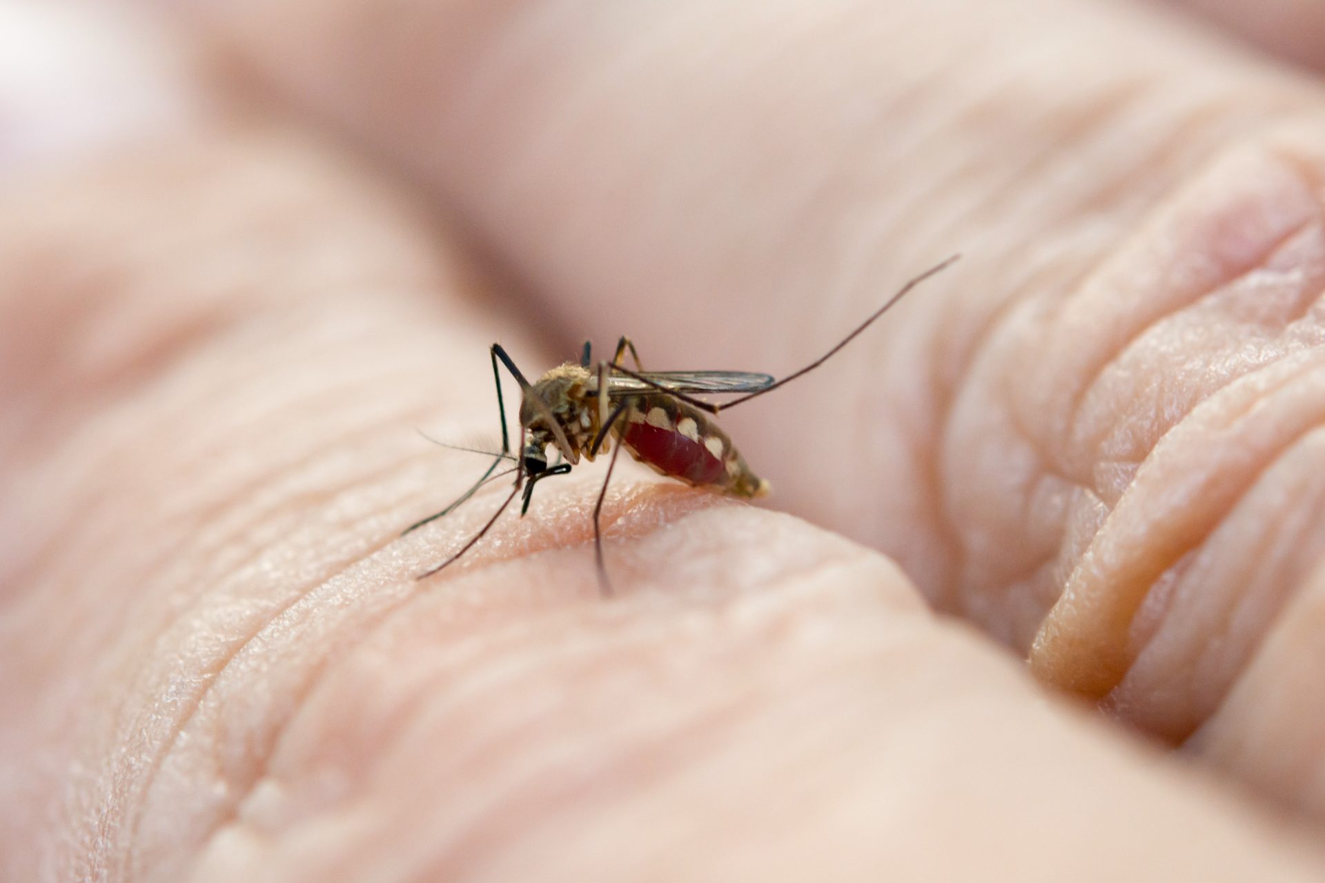 EL Huila logra histórica reducción de casos de dengue