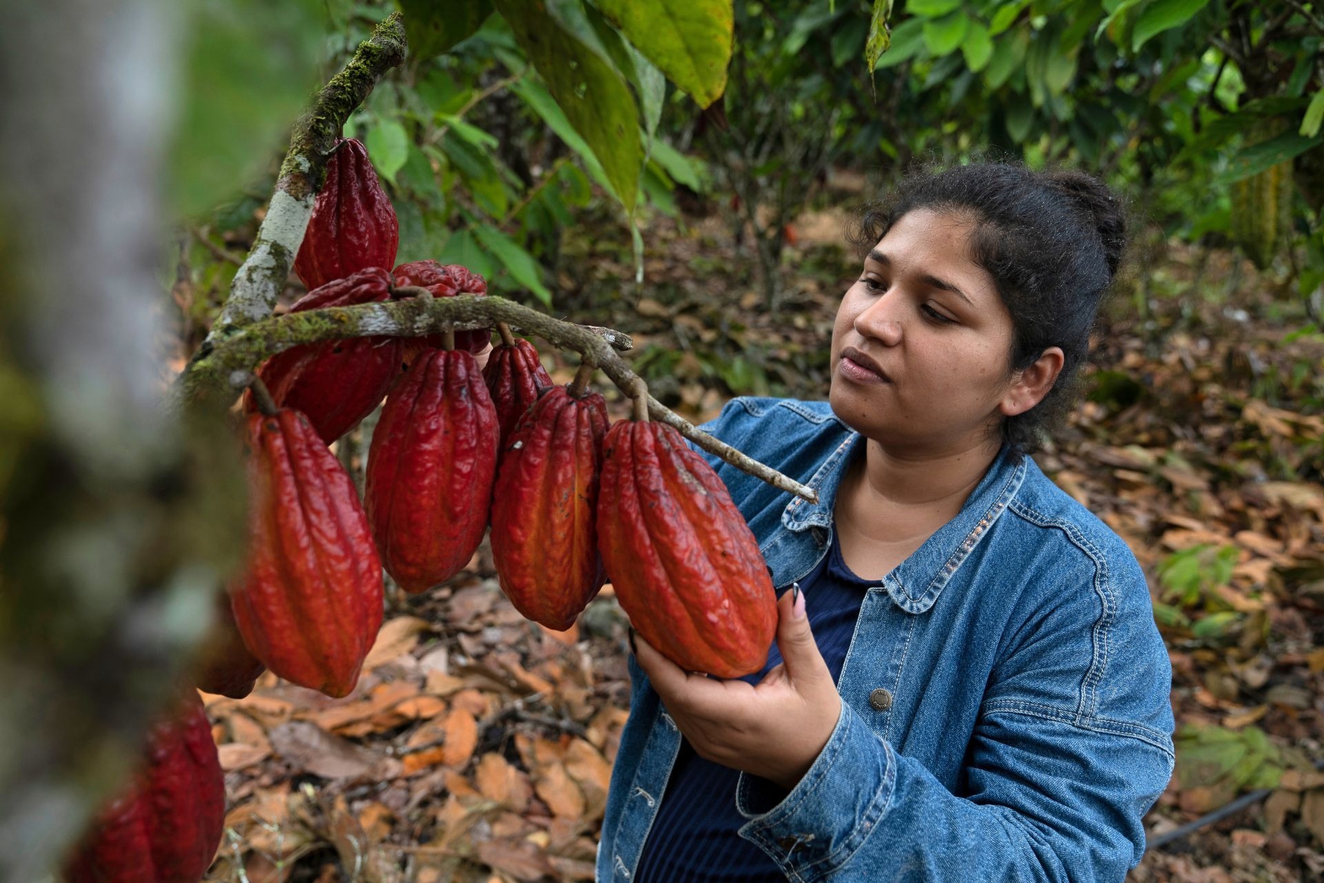 En Caquetá realizarán censo Cacaotero