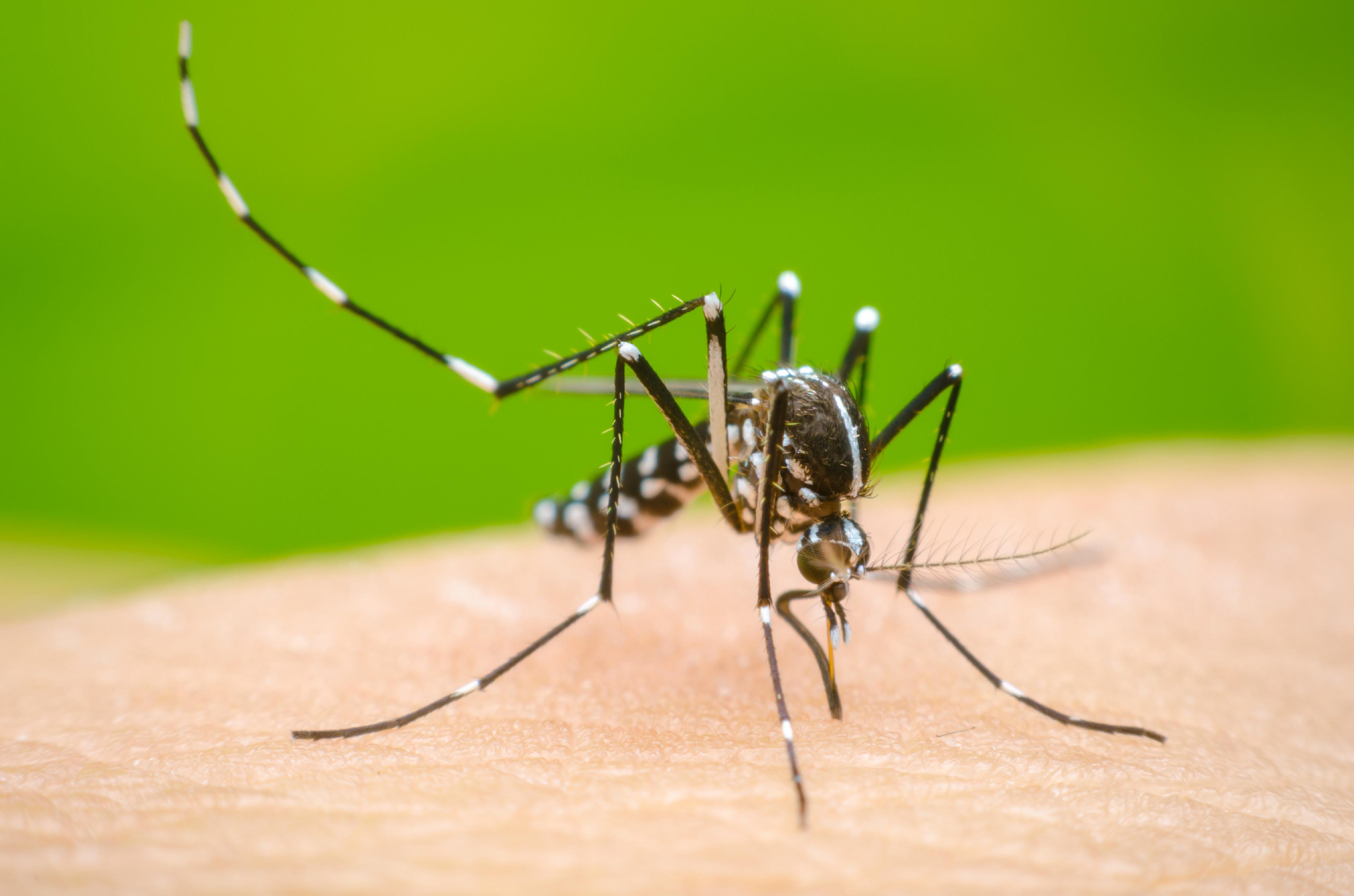 En Pitalito se toman medidas para contrarrestar el Dengue